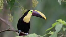 Chestnut mandibled toucan (Ramphastos swainsonii) perched on branch and looking around, Costa Rica. August.