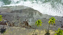 Aerial shot of black sand beach and Coconut palms (Cocos nucifera), Rosalie Bay, Dominica.