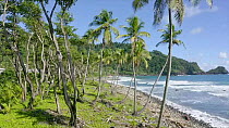 Drone tracking shot of black sand beach and Coconut palms (Cocos nucifera). The drone ascends above the palms. Rosalie Bay, Dominica.