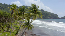 Drone tracking shot of black sand beach and Coconut palms (Cocos nucifera), Rosalie Bay, Dominica.