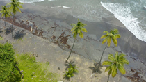 Aerial shot of black sand beach and Coconut palms (Cocos nucifera), Rosalie Bay, Dominica.