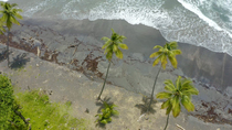 Aerial panning shot of black sand beach and Coconut palms (Cocos nucifera), Rosalie Bay, Dominica.
