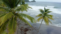Drone shot of black sand beach and Coconut palms (Cocos nucifera), Rosalie Bay, Dominica.