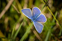 Common blue butterfly (Polyommatus icarus) male, resting on blade of grass, Powerstock Common, Dorset, England, UK. May.