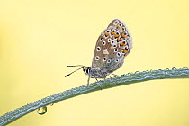 Common blue butterfly (Polyommatus icarus) female, resting on dew-covered plant stem at dawn, Powerstock Common, Dorset, England, UK. May.