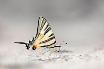Scarce swallowtail butterfly (Iphiclides podalirius) feeding on salts at edge of puddle, Bratsigovo, Bulgaria. June.