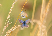 Silver-studded blue butterflies (Plebejus argus) pair just prior to mating, female resting on grass stem and male in flight, Bratsigovo, Bulgaria. June.