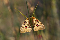 Apollo butterfly (Parnassius apollo) resting on grass stem in early morning sun, Western Rhodope Mountains, Bulgaria. June.