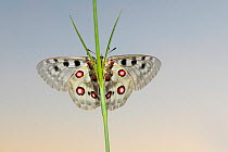Apollo butterfly (Parnassius apollo) resting on grass stem at dusk, Western Rhodope Mountains, Bulgaria. June