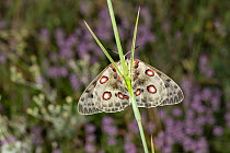 Apollo butterfly (Parnassius apollo) resting on grass stem, Western Rhodope Mountains, Bulgaria. June.