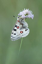 Apollo butterfly (Parnassius apollo) resting on Scabious (Knautia sp.) flower, Bratsigovo, Bulgaria. June.