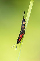Five-spot burnet moths (Zygaena trifolii) confluent form, pair mating, Powerstock Common, Dorset, England, UK. June.
