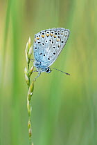 Common blue butterfly (Polyommatus icarus) male, resting on grass seedhead, Provence-Alpes-Cote d'Azur, France. July.