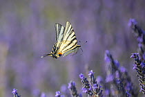 Scarce swallowtail butterfly (Iphiclides podalirius) in flight over Lavender (Lavandula sp.), Provence, France. July.