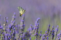 Scarce swallowtail butterfly (Iphiclides podalirius) in flight over Lavender (Lavandula sp.), Provence, France. July.