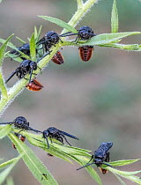Group of Blue-winged scoliid wasps (Scolia dubia) roosting on plant stem in early morning, these solitary wasps sleep communally, Pennsylvania, USA. August.