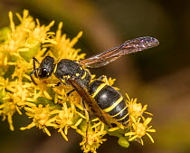 Bramble mason wasp (Ancistrocerus adiabatus) nectaring on Goldenrod (Solidago sp.) flower, Pennsylvania, USA. September.