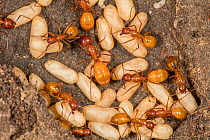Chestnut carpenter ant (Camponotus castaneus) workers tending to brood of cocooned pupae in nest, Wissahickon Valley Park, Pennsylvania, USA. August.