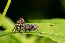 Cluster flies (Pollenia sp.) pair mating on leaf, Pennsylvania, USA. August.