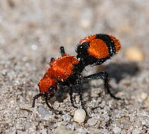 Common eastern velvet ant / Cow killer (Dasymutilla occidentalis) female, digging in sand, Pinelands National Reserve, New Jersey, USA. August.