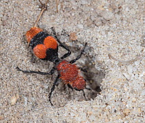 Common eastern velvet ant / Cow killer (Dasymutilla occidentalis) female, digging in sand, Pinelands National Reserve, New Jersey, USA. August.