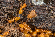 Eastern ant cricket (Myrmecophilus pergandei), the world's smallest cricket, living among Citronella ants (Lasius sp.), Haverford College Arboretum, Pennsylvania, USA. April.