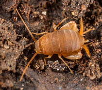 Eastern ant cricket (Myrmecophilus pergandei) portrait, Pennsylvania, USA. April.