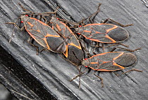 Four Eastern boxelder bugs (Boisea trivittata) resting, Pennsylvania, USA. March.