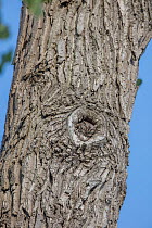 Eastern screech-owl (Megascops asio) roosting in tree hole in Cottonwood tree (Populus sp.), Magee Marsh Wildlife Area, Ohio, USA. May.