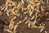 Eastern subterranean termites (Reticulitermes flavipes) tending Termite balls fungus (Fibularhizoctonia sp.) an egg-mimicing fungus that deceives the termites into caring for it, Pennsylvania, USA. Se...