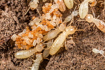 Eastern subterranean termites (Reticulitermes flavipes) tending  Termite balls fungus (Fibularhizoctonia sp.) an egg mimicing fungus that deceives the termites into caring for it, Pennsylvania, USA. S...