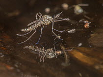 Eastern treehole mosquito (Aedes triseriatus) resting on water surface in tree hole cavity, Camp Woods Preserve, Pennsylvania, USA. June.