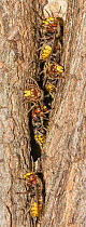 European hornets (Vespa crabro) congregating at entrance to nest in hollow tree, Merion Botanical Park, Pennsylvania, USA. September.