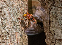 European hornet (Vespa crabro) worker fanning wings to cool nest in hollow tree, Merion Botanical Park, Pennsylvania, USA. September.