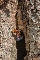 European hornet (Vespa crabro) worker fanning wings to cool nest in hollow tree, Merion Botanical Park, Pennsylvania, USA. September.