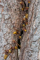 European hornets (Vespa crabro) congregating at entrance to nest in hollow tree, Merion Botanical Park, Pennsylvania, USA. September.