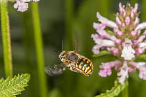 European woolcarder bee (Anthidium manicatum) in flight, Morris Arboretum, Pennsylvania, USA. June.