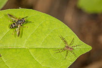 Falsehorn fly (Temnostoma sp.) a wasp mimic, resting on leaf along side a Fishing spider (Dolomedes, sp.) juvenile, Camp Woods Preserve, Pennsylvania, USA. May.