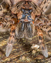 Fishing spider (Dolomedes tenebrosus) head portrait, Crossways Preserve, Pennsylvania, USA. June.