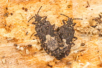 Two Flat bugs (Mezira sp.) resting beneath bark of decaying log, Pennsylvania, USA. June.
