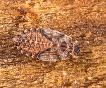Flat bug (Mezira sp.) nymph resting beneath bark of decaying log, Pennsylvania, USA. June.