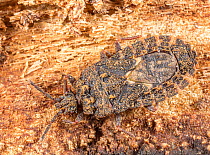 Flat bug (Mezira subsetosa) resting beneath bark of log, Pennsylvania, USA. May.