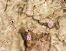 Group of Forest midges (Cecidomyiidae) resting on spider silk,  Pennsylvania, USA.