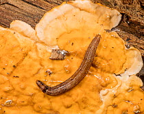 Fungus gnat (Keroplatidae) larva crawling over False turkeytail fungus (Stereum ostrea), Pennsylvania, USA. September.