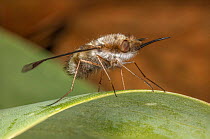 Greater bee fly (Bombylius major) resting on leaf, Pennsylvania, USA. April.