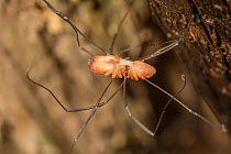 Harvestmen (Leiobunum sp.) mating pair, Evansburg State Park, Pennsylvania, USA. August.