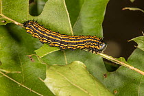 Hornless oakworm moth (Anisota finlaysoni) caterpillar feeding on leaf, Norfolk County, Ontario, Canada. October.
