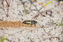 Horse guard wasp (Stictia carolina) digging burrow in sand, Pinelands National Reserve, New Jersey, USA. August.
