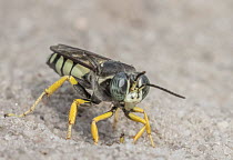 Horse guard wasp (Stictia carolina) portrait, Pinelands National Reserve, New Jersey, USA. August.