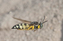 Horse guard wasp (Stictia carolina) in flight, Pinelands National Reserve, New Jersey, USA. August.